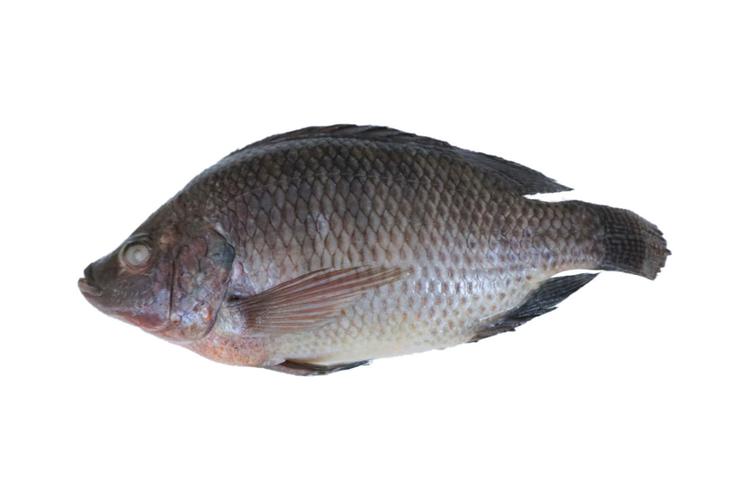 Mô tả ảnh.