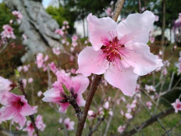 chết đi sống lại