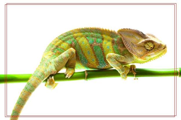 mặt nạ dâu tây, sữa chua, dưỡng da