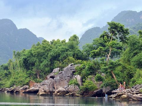 đinh lăng