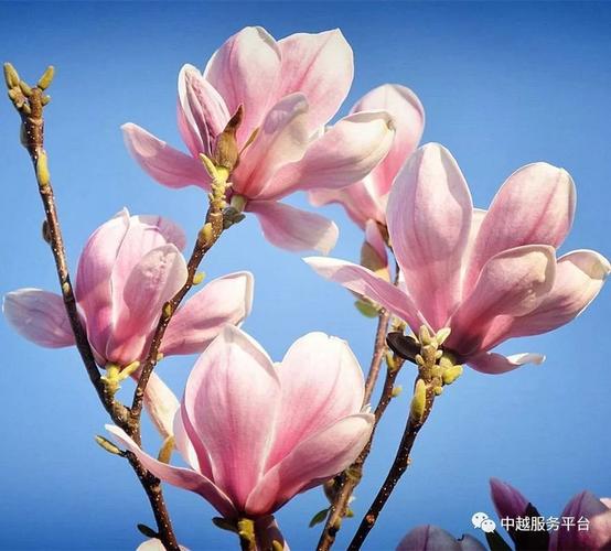 làm đẹp từ khoai lang, khoai lang làm đẹp