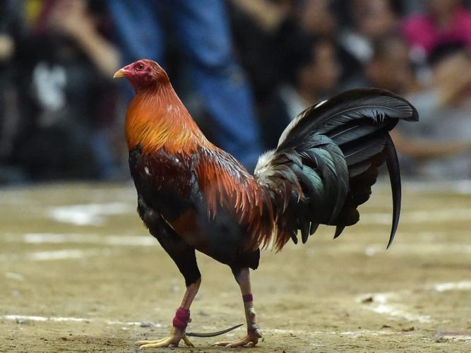 phát triển não