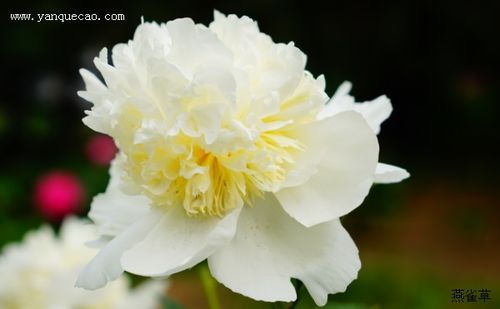 áo ba lỗ, áo bà bầu, thời trang bà bầu
