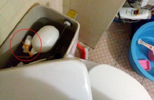 Ông chồng nào nghĩ ra cách này quả thật là hài hước.