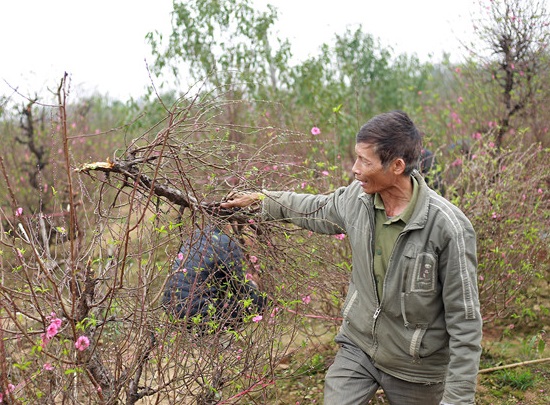 Những cành đào bị kẻ xấu bẻ gãy tại hiện trường. Ảnh: Phạm Trường