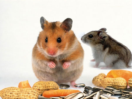 nha1512558164_6239