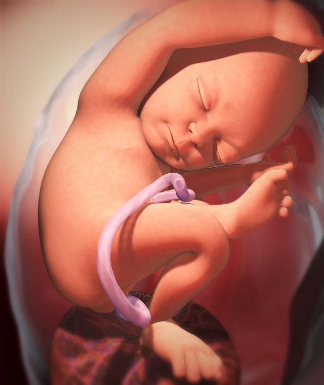 baby_week_35