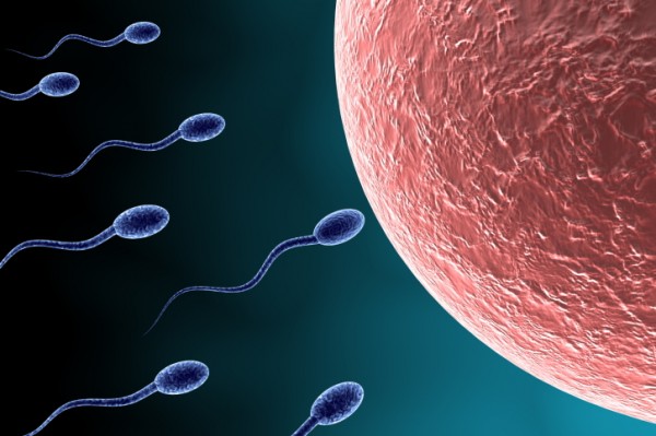 fertility-600x399