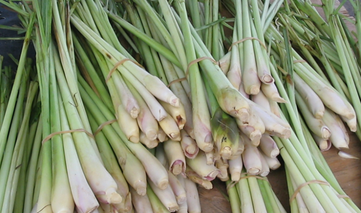 manfaat-daun-serai-730x430