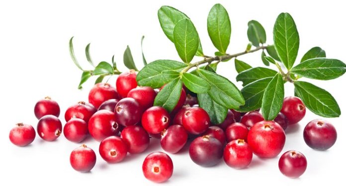 nam-viet-quat-la-qua-gi-co-tac-dung-gi-mua-o-dau-1-min