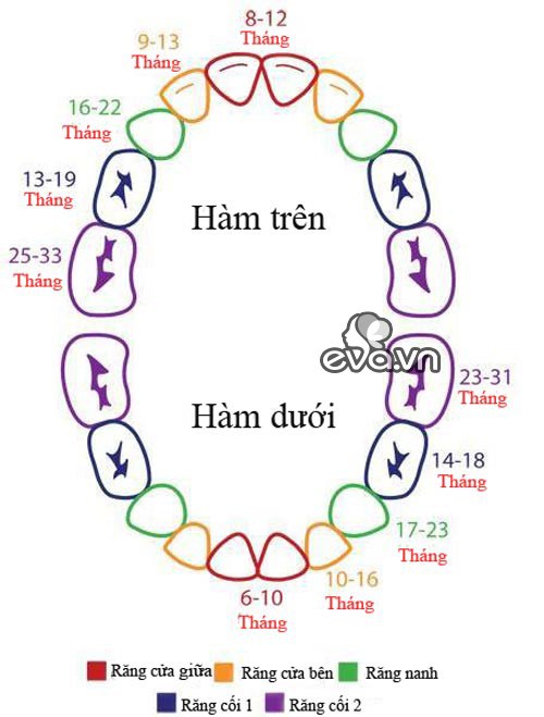 lich-moc-rang-va-thay-rang-sua-cua-tre-me-dung-nen-bo-qua-1375147177-1004884_526066590779746_1537670780_n-1471630755-width500height659