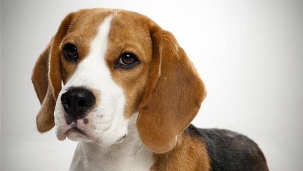 beagle_adopt