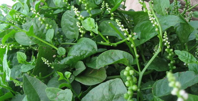 ai-khong-nen-an-rau-mong-toi-1427813890076-59-0-386-640-crop-1427813917921