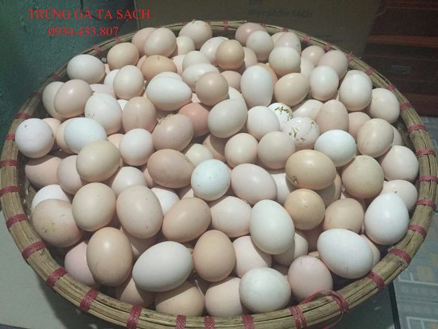trung-ga-ta-sach-1487342758-1897023-1487342759