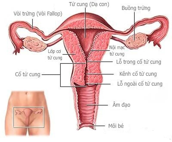 tat-tan-tat-ve-sa-tu-cung---can-benh-co-the-khien-chi-em-khong-the-lam-me-1-1508608030-width600height495