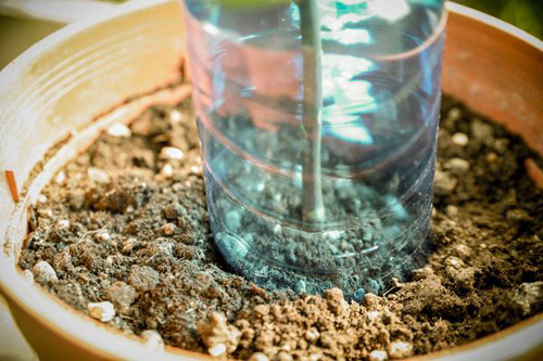 Cắt đôi chai nhựa, lấy phần có lắp úp xuống cành hồng đang trồng rồi đậy nắp lại.