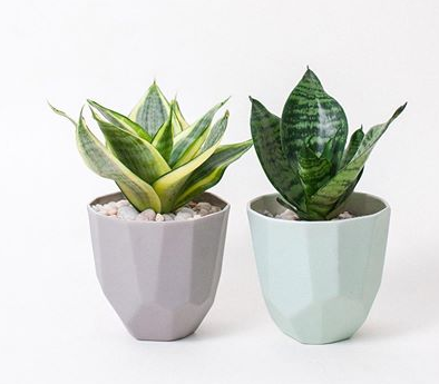 Cây lưỡi hổ giúp xua đuổi tà khí, mang lại sự thịnh vượng cho gia chủ.    