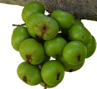   Quả sung có tác dụng tăng cường tiêu hóa, làm sạch ruột