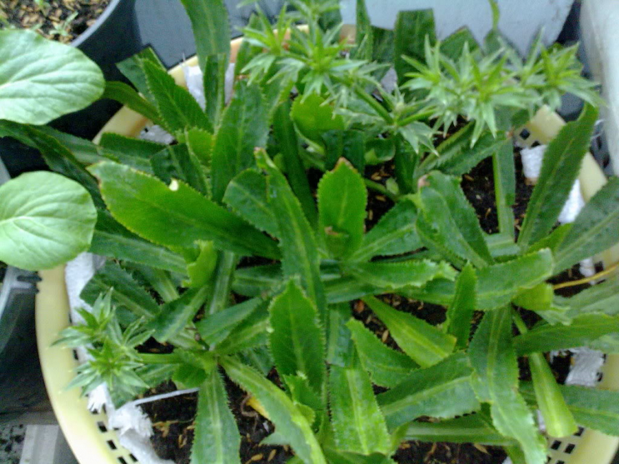 ky-thuat-trong-cay-mui-tau-01