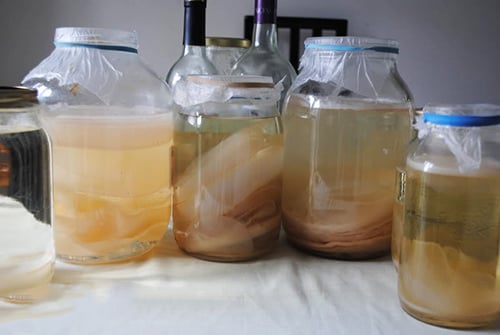 huong-dan-cach-nuoi-giam-bang-chuoi-tai-nha-2