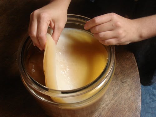 huong-dan-cach-nuoi-giam-bang-chuoi-tai-nha-5