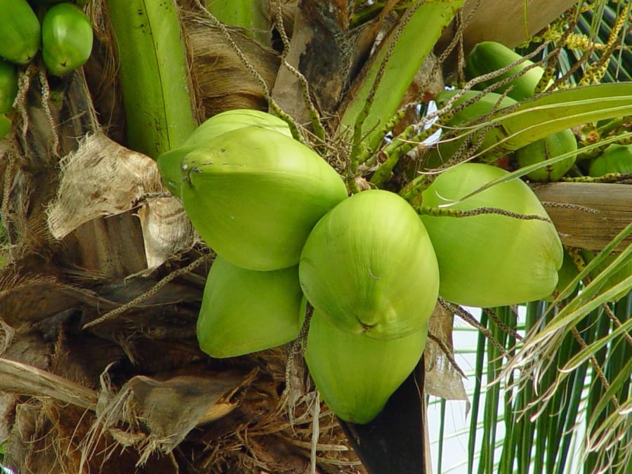 meo-ket-hop-la-trau-khong-va-nuoc-dua-xiem-chua-gout-2