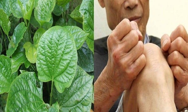 tri-gout-bang-la-trau-khong