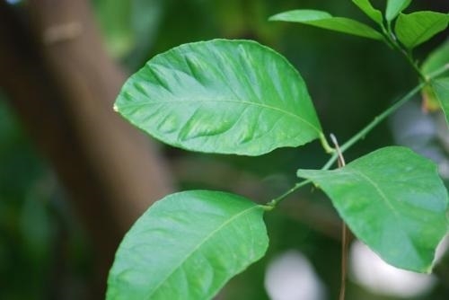 lls_cong_dung_cua_la_chanh1-500x334