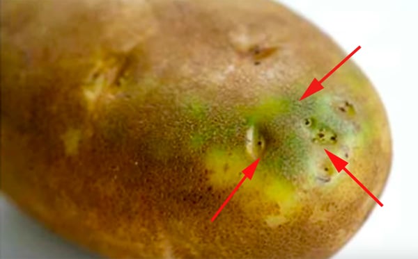 potatoe1-1461223854111