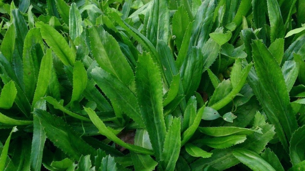 bai-thuoc-chua-benh-tu-ngo-gai-giadinhmoivn-0806