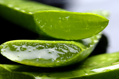 Aloe-vera-3121-1409804007