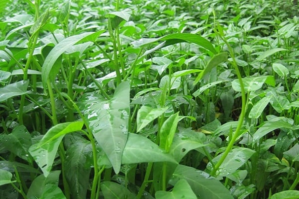 rau-muong