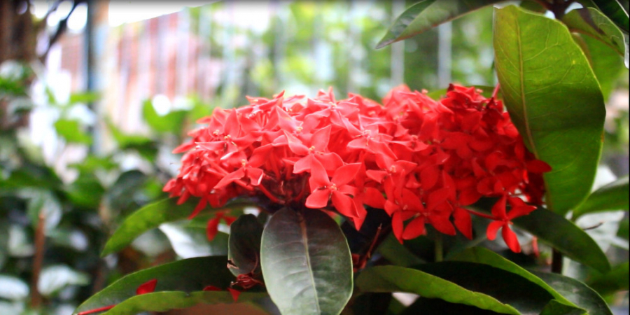 can-canh-ngoi-nha-o-que-cua-cau-thu-hong-duy-13
