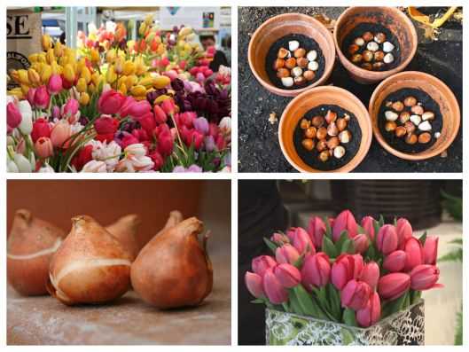 bo-02-cu-hoa-tulip-choi-tet-am-lich-314