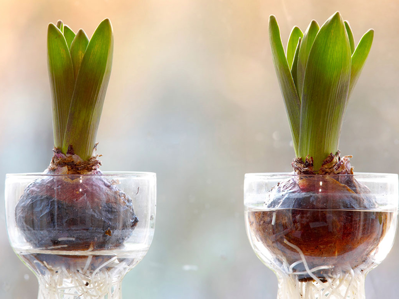 cach-trong-hoa-tulip-