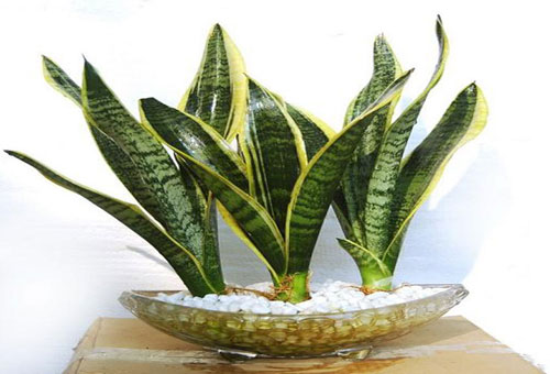Cây lưỡi hổ được xem như 