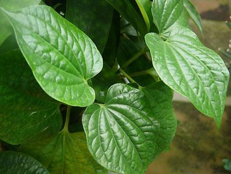 nhung-tac-dung-cua-la-lot-6c5b