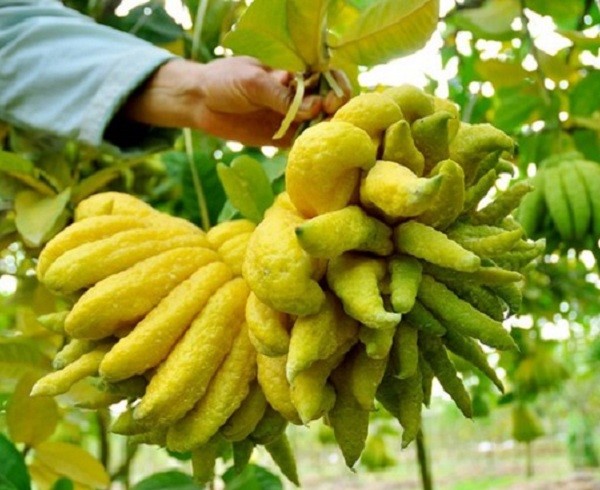 cach-chon-va-giu-qua-phat-thu-de-ban-tho-tet-duoc-dep-lau