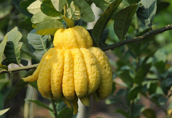 qua-phat-thu-dung-de-lam-gi-tong-hop-tat-ca-cac-cach-su-dung-qua-phat-ngay-tet-0