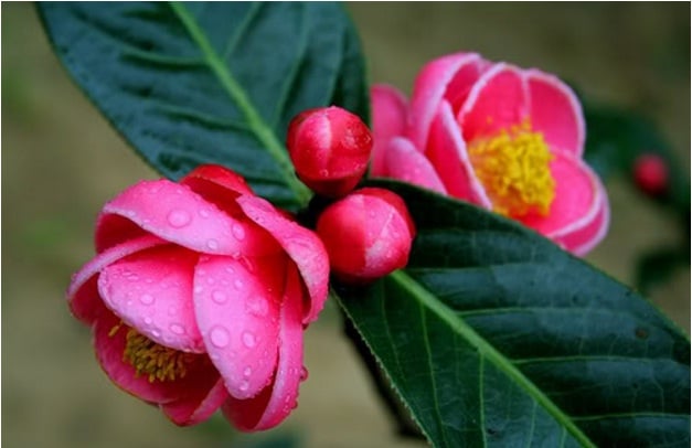 hoa-hai-duong