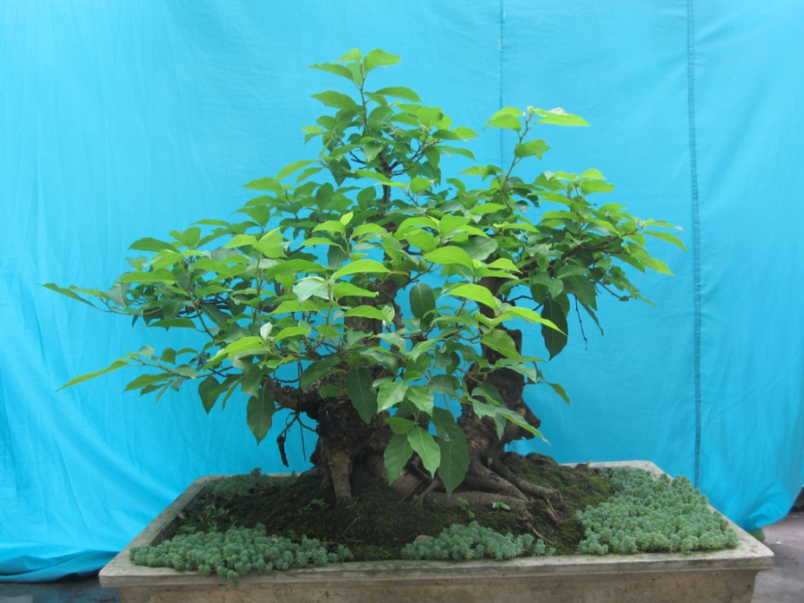 cay-sung-01-29