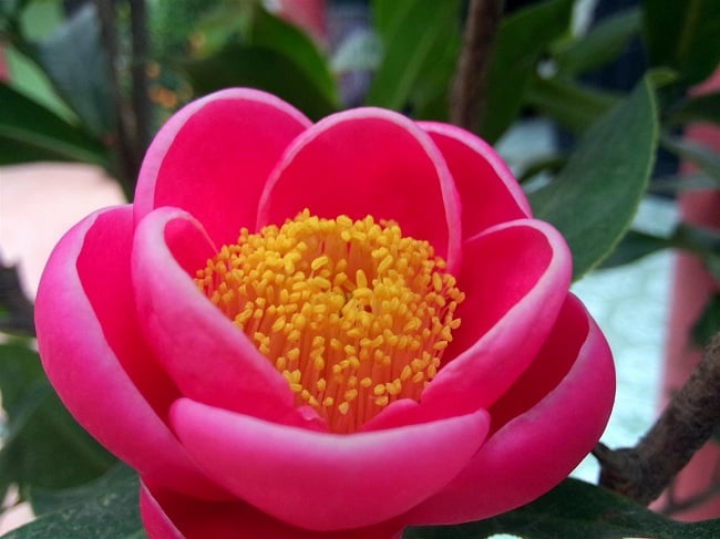 hoa-hai-duong