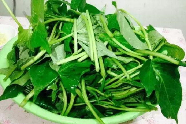 khoai-lang3