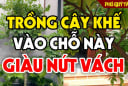 “1 kỵ - 3 nên” khi trồng khế, gia chủ biết sớm ăn nên làm ra
