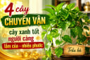 4 cây chuyển vận, cây xanh tốt người càng lắm của - nhiều phước