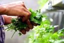3 loại lá mát gan, loại bỏ độc tố tích tụ lâu ngày