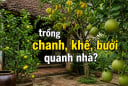 Tại sao ông bà xưa thích trồng chanh, khế, bưởi quanh nhà?