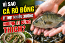 Vì sao cá rô đồng ít thịt nhiều xương nhưng ai cũng thích?