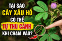 Tại sao cây xấu hổ có thể tự thu cánh khi chạm vào?