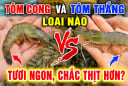 Tôm cong và tôm thẳng loại nào tươi ngon, chắc thịt hơn?